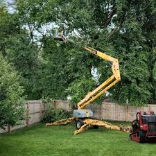 How Our Tree Care Process Works  in Carbon Cliff, IL